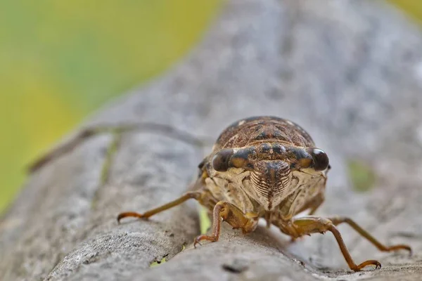 Een Vrouwelijke Cicade Megatibicen Figuratus Een Stuk Schors Geconfronteerd Met — Stockfoto