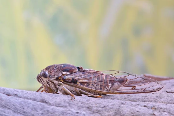Une Cicada Famille Cicadoidea Repose Sur Morceau Écorce Côté Avec — Photo