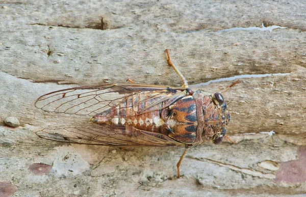 Uma Cicada Fêmea Megatibicen Figuratus Vista Uma Vista Superior Está — Fotografia de Stock