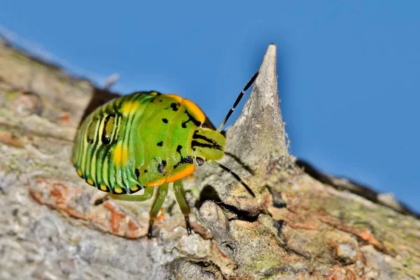 Bir Genç Yeşil Pis Böcek Perisi Dikenli Ağaç Dal Bir — Stok fotoğraf