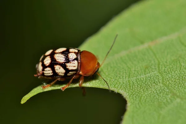 Akçaağaç Yaprağı Üzerinde Dört Benekli Yaprak Böceği Cryptocephalus Guttulatus Houston — Stok fotoğraf
