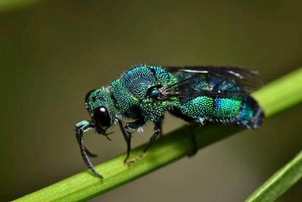 Een Metalen Gekleurde Groene Cuckoo Wesp Stengel Van Een Plant — Stockfoto