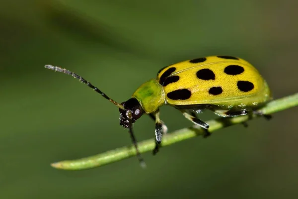 Spotted Ogórek Chrząszcz Undecimpunctata Diabrotica Sprawia Jego Droga Wzdłuż Igły — Zdjęcie stockowe