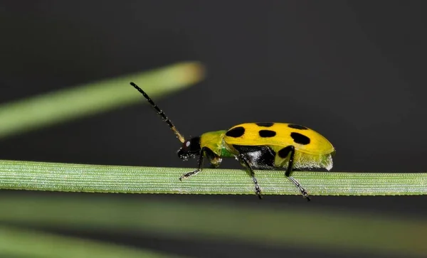 Escarabajo Pepino Manchado Diabrotica Undecimpunctata Encima Una Aguja Pino —  Fotos de Stock