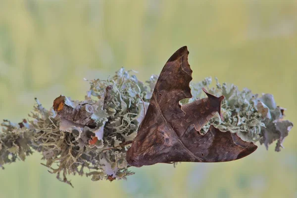 A Mournful Sphinx moth (Enyo lugubris) at rest on a patch of tree lichen. Smaller than many Sphinx moth species, they are found in The Americas, Mexico, Argentina, Uruguay and the West Indies.