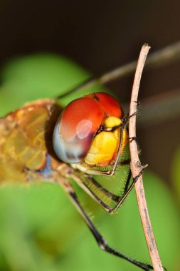 İstirahat, canlı renkler ve ayrıntı yakından gösteren bir yusufçuk bileşik göz.
