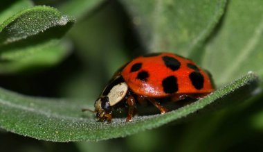 Ürkek bir çok renkli Asya hanım böceği üzerindeki barometre Bush yaprak sığınıyor. Bu hanım böcekleri birçok renkleri ve nokta numaraları gelir ama onların baş desen aynı kalır.
