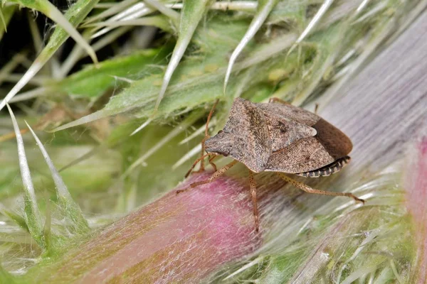 Pequeño Insecto Apestoso Sienta Inmóvil Una Planta Cardo Amarillo Durante — Foto de Stock