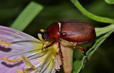 A large June Bug is active during the night hours as it searches for plant food on this flower. clipart