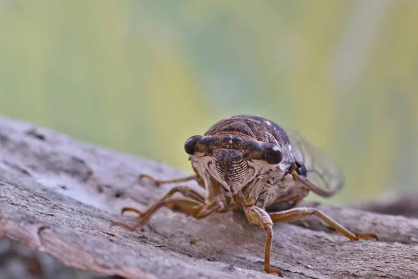 Une Cigale Femelle Genre Megatibicen Figuratus Repose Sur Écorce Arbre — Photo