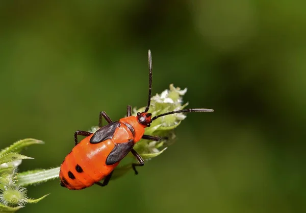 Macro Uma Ninfa Milkweed Bug Pedaço Cobertura Solo Durante Uma — Fotografia de Stock