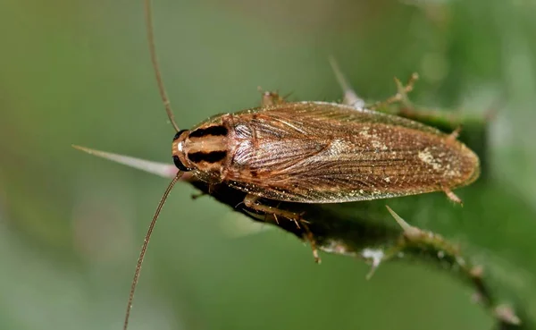 Alman Hamam Böceği Dünyanın Birçok Yerinde Bir Zararlı Olarak Kabul — Stok fotoğraf