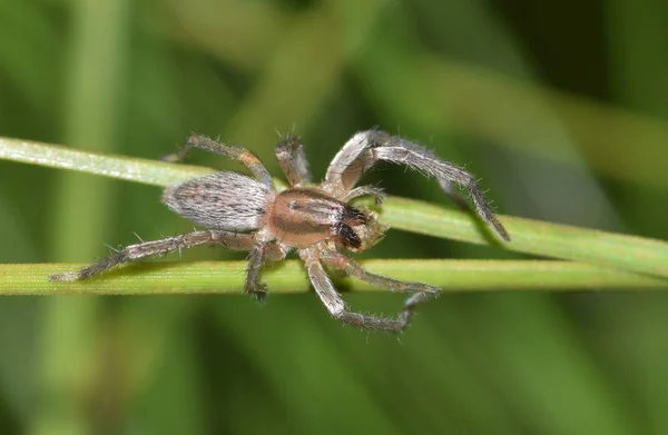 Cette Araignée Sac Jaune Cheiracanthium Attrapé Quelques Proies Dans Pin — Photo