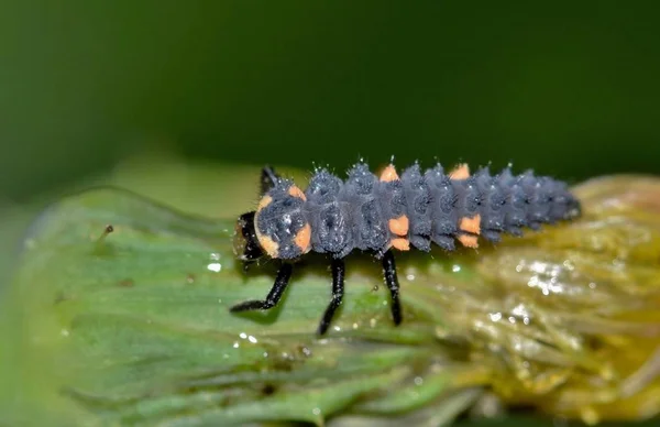 This is a small Multicolored Asian Lady Beetle larvae. After intense feeding, this alien-looking creature will make a pupa from which it will emerge as a fully-grown lady beetle.