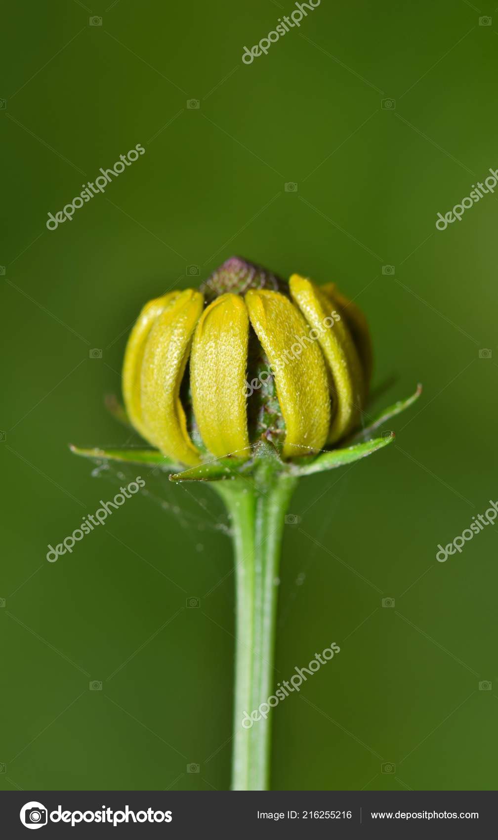 Small Coneflower Bud Open Its Petals Come Full Bloom Green Stock Photo C Stroppy1 216255216