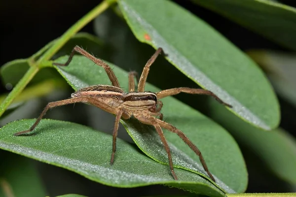 Wolf Spider Rabidosa Rabida Out Hunting Some Tree Leaves Spiders — Stock Photo, Image