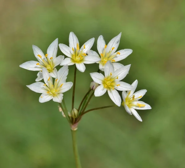 Grupo Flores Silvestres Alho Falso Crescendo Texas Estas Pequenas Flores — Fotografia de Stock