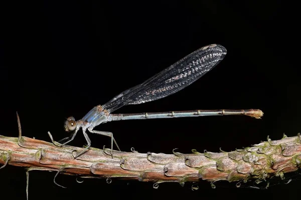 Eine Blaue Libelle Die Auf Einem Zweig Vor Schwarzem Nachthintergrund — Stockfoto