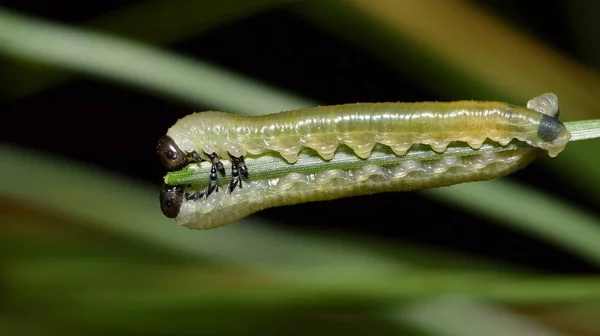Sawfly Larva Çifti Onlar Tırtıllar Için Benzer Gruplar Halinde Takılmak — Stok fotoğraf