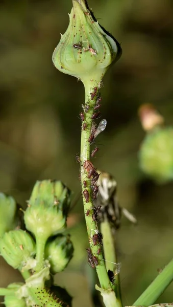 Bir Toplama Yaprak Biti Diğer Böcekler Için Lezzetli Bir Yemek — Stok fotoğraf