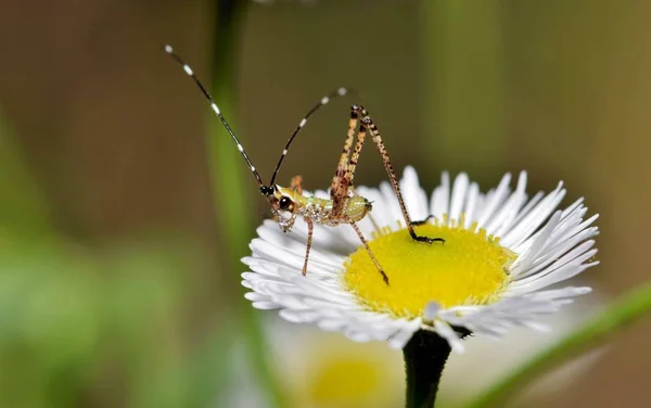 Eine Winzige Buschkatydid Nymphe Sitzt Auf Einem Frischen Gänseblümchen Und — Stockfoto