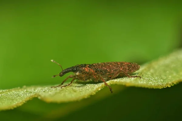 Bir Yaprak Üzerinde Dinlenme Küçük Weevil Damlacıkları Yoğun Sis Nedeniyle — Stok fotoğraf