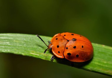 Bir Argus kaplumbağa böcek (Chelymorpha cassidea) bir bıçak çimen. Bu böcekler süt kardeş ve kahkaha ve ladybugs, sadece büyük benzer.