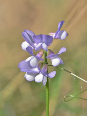 Onların hafif pastel tonları ile hassas ortak fiğ çiçekler her yerde Houston bahar başlangıçlı nedeniyle fışkıran.