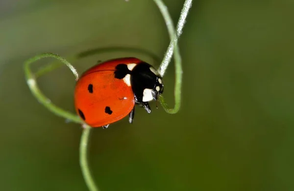 Une Coccinelle Occupée Recherche Pucerons Long Certaines Vignes Dans Une — Photo