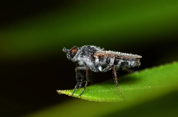Vurgulu Karıncayı Bir Yaprağına Çok Sisli Koşullarında Dinleniyor Sis Nemden — Stok fotoğraf