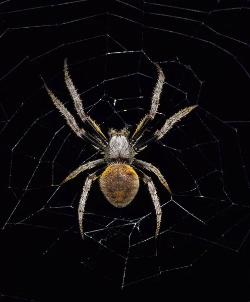 Velká Koule Weaver Spider Klade Čekání Jeho Web Pro Nešťastná — Stock fotografie