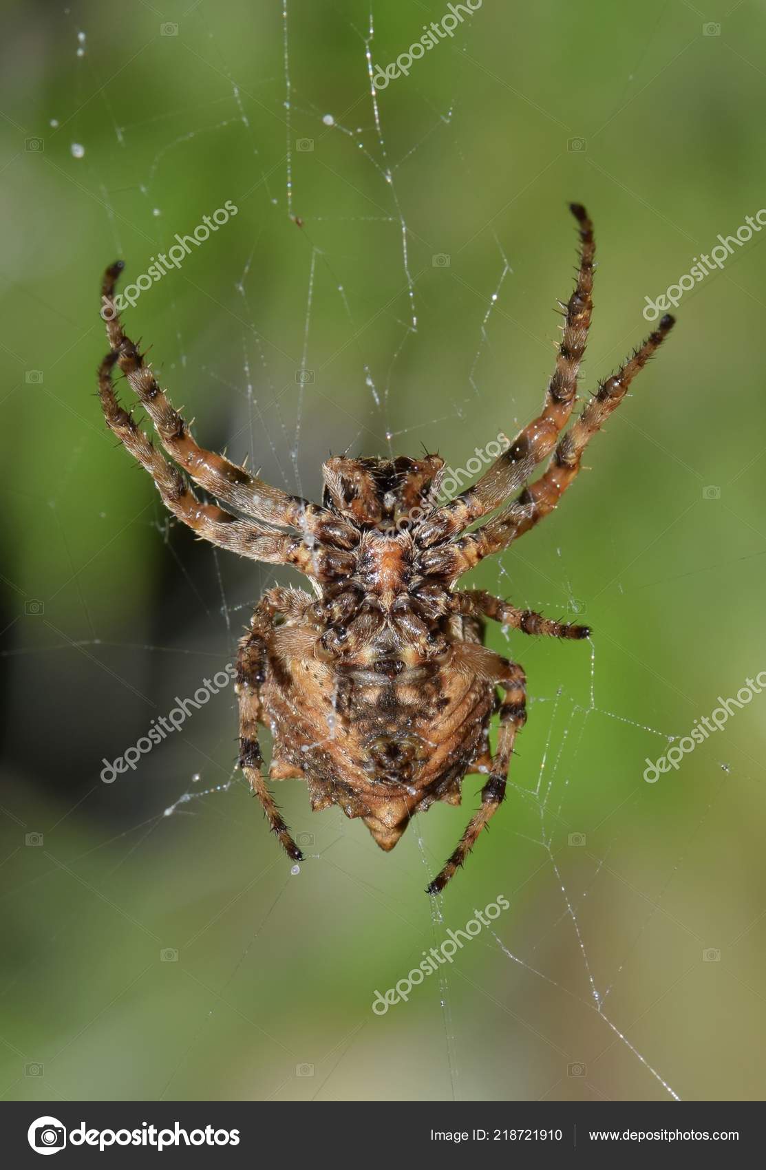 Orb Weaver Spiders Common World Spiny Orb Weaver Has Spun Stock