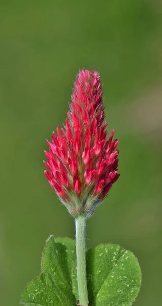 Single Crimson Clover Flower Onset Spring Wildflowers Common Sight Texas — Stock Photo, Image