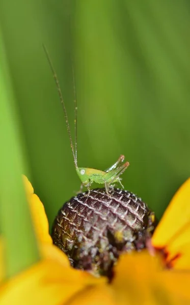 Küçük Bir Çayır Katydid Perisi Koni Çiçeği Görünüşte Çevresi Anket — Stok fotoğraf