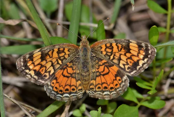 Pearl Crescent Pillangók Vonzó Egyike Leggyakoribb Fajta Pillangó Található Egyesült — Stock Fotó