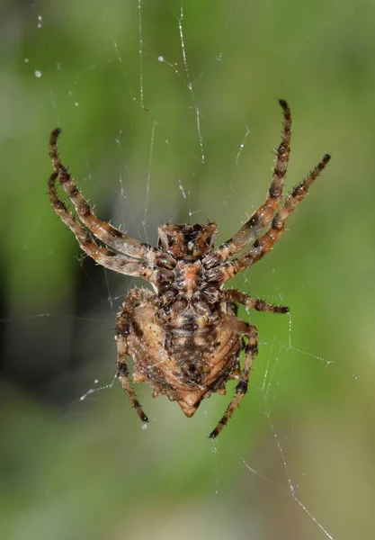 Orb Weaver Spiders Common World Spiny Orb Weaver Has Spun — Stock Photo, Image