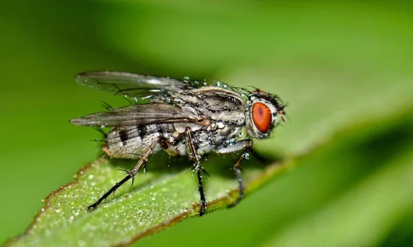 Malé Flesh Fly Kapičky Vody Opírá Trsy Plevele Během Zamlžené — Stock fotografie