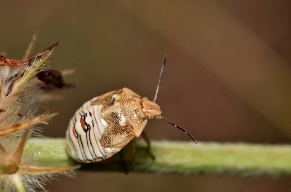 Een Onvolwassen Stink Bug Nimf Perches Stengel Van Een Crimson — Stockfoto