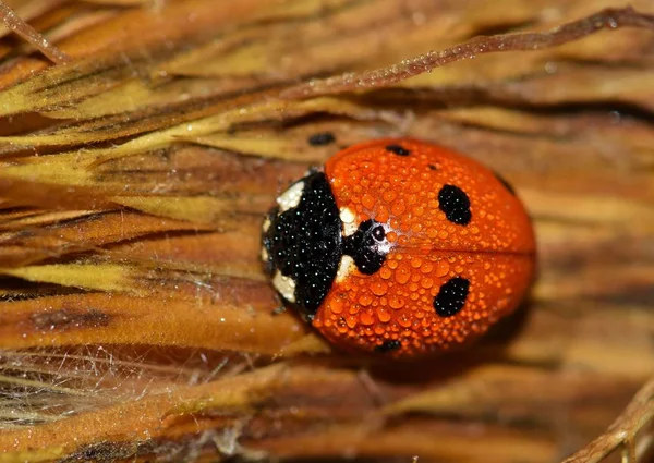 Une Coccinelle Sur Une Plante Chardon Couverte Gouttes Rosée — Photo