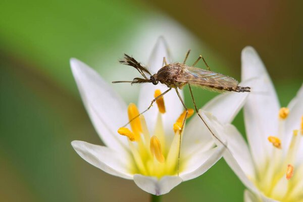 Mosquito perched on a white False Garlic wildflower in Houston, TX during Springtime.