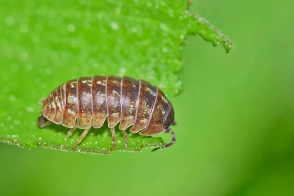 Purple Sow Bug Rastejando Através Uma Folha Esfarrapada Com Fundo — Fotografia de Stock