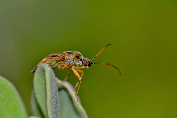 Küçük Bir Bitki Böcek Miridae Cinsi Dünya Çapında Bitki Böcek — Stok fotoğraf