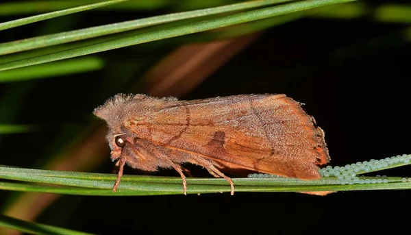 一只飞蛾在一丛松树针上躺着一串小鸡蛋在夜间在休斯顿 德克萨斯州的春天 — 图库照片