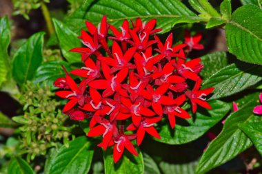 Kırmızı Mısır yıldız kümesi çiçekler (Pentas lanceolata) oluşan bir küme. Bu yıllık çiçekler süs bahçelerde popüler ve arılar, kelebekler çekmek için büyük ve renklerin çeşitli gelir.