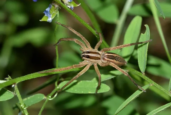 This Texas Wolf spider, or Rabid Wolf spider is out hunting at night, looking for insects hidden within the Common Vetch it is on. Sometimes they even come inside houses during cold weather.