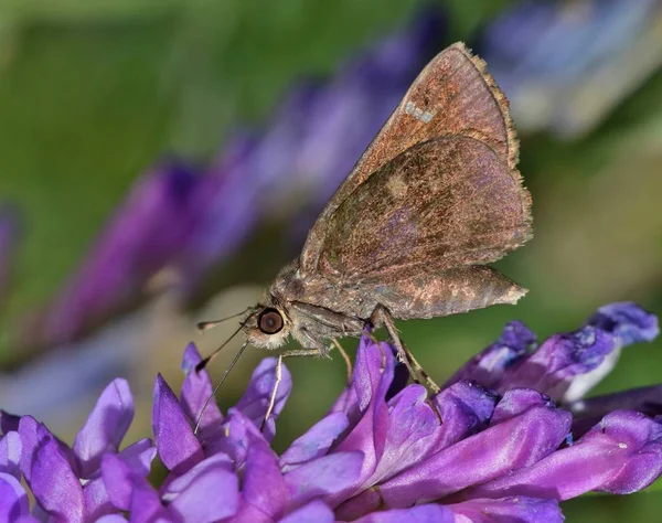 Красивая Пыльная Бабочка Atrytonopsis Hianna Питающаяся Нематодой Некоторых Фиолетовых Полевых — стоковое фото