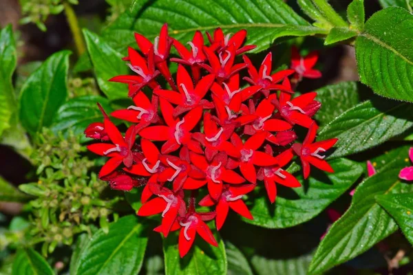 Shluk Červených Květů Egyptský Hvězdokupa Pentas Lanceolata Tyto Roční Květiny — Stock fotografie