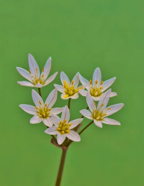 Bando Flores Silvestres Alho Falso Bivalve Nothoscordum Com Fundo Verde — Fotografia de Stock