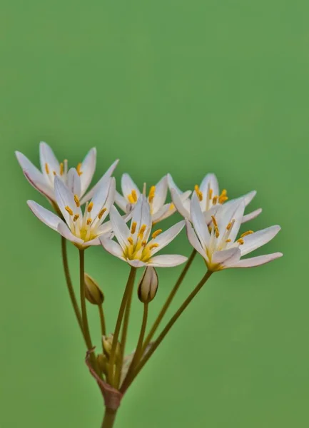 Uma Visão Lateral Flores Silvestres Alho Falso Bivalve Nothoscordum Contra — Fotografia de Stock