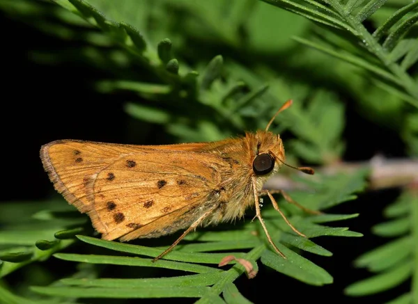 Una Piccola Farfalla Fiery Skipper Che Getta Ramo Frondoso Una — Foto Stock